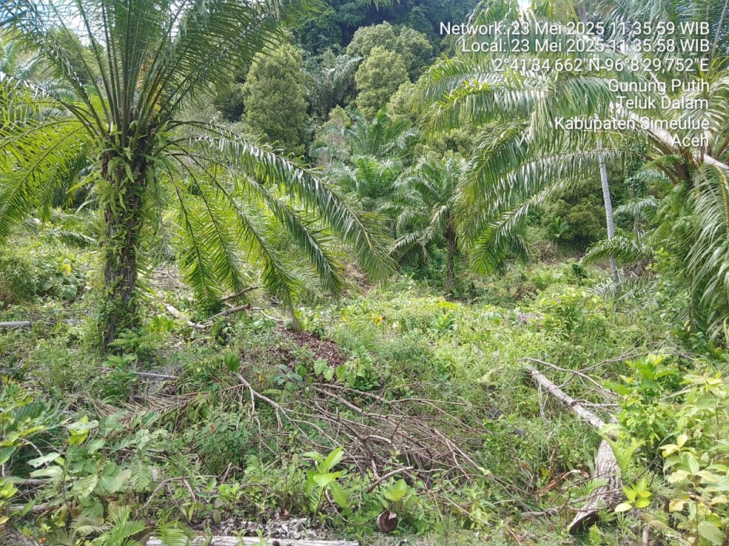 Perkebunan masyarakat Desa Luan Balu